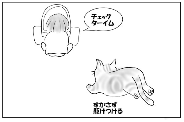 走ってくる猫