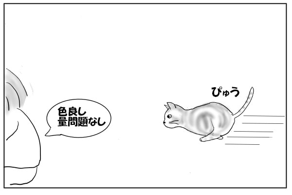 走る猫