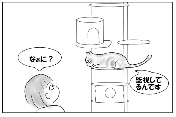 見下ろす猫