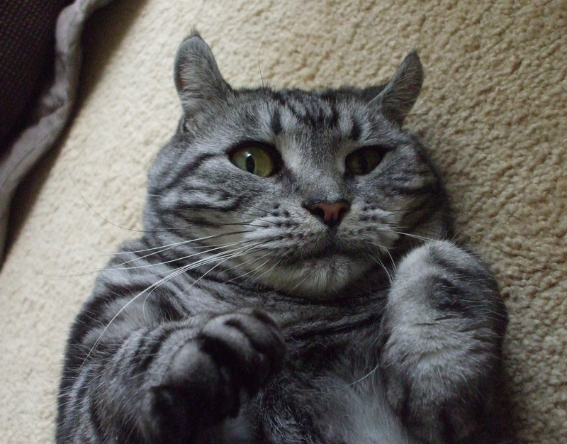 昨日の敵は今日の友 おむすび編129 猫とビー玉