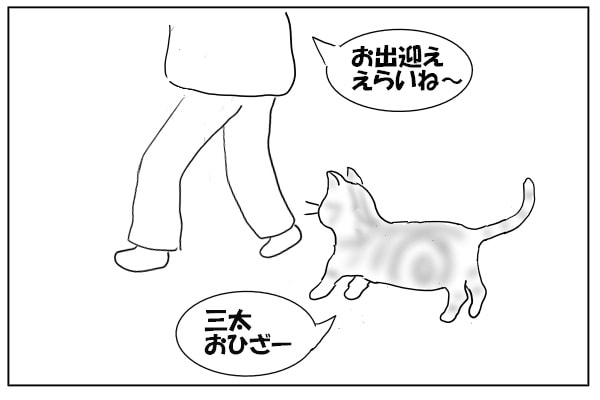 まとわりつく猫