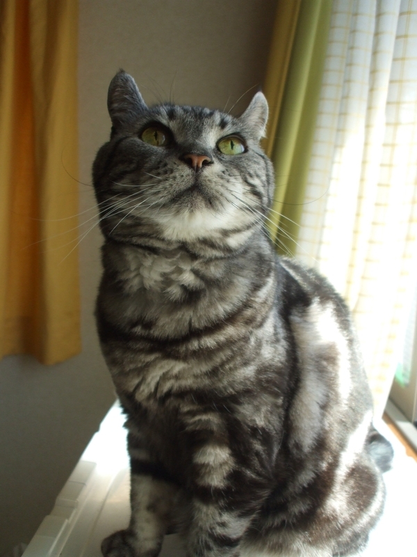 窓辺の猫