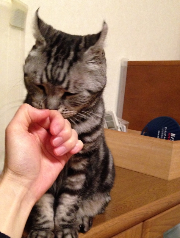 甘える猫