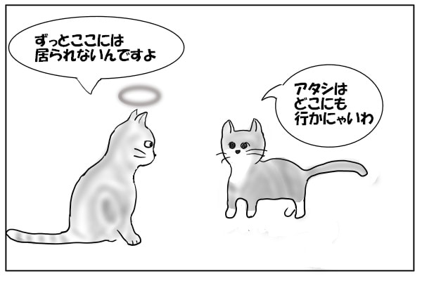 猫の審査