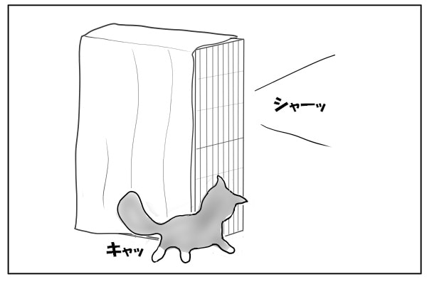 驚く猫