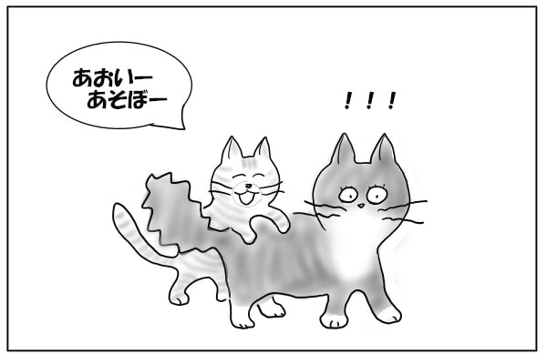 飛びつく猫