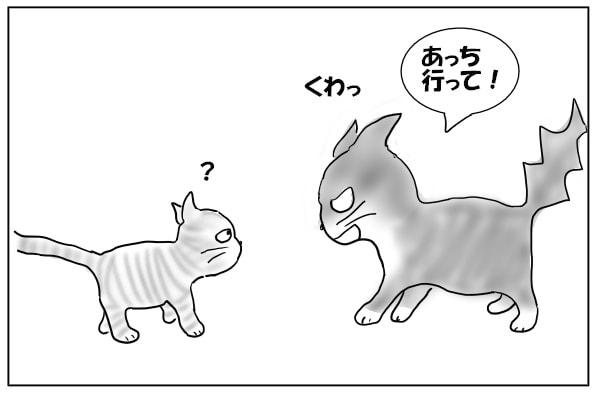 怒る猫