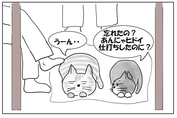 ムッとする猫