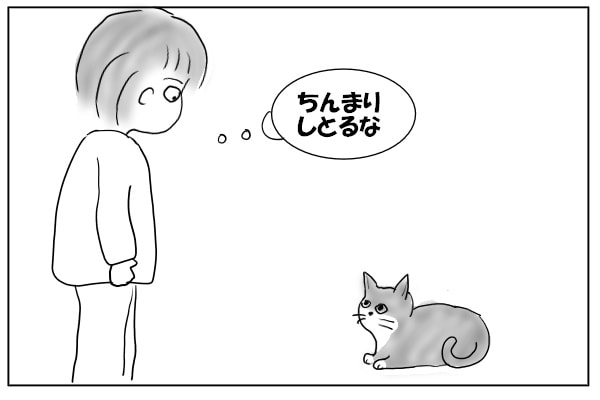 小さな猫