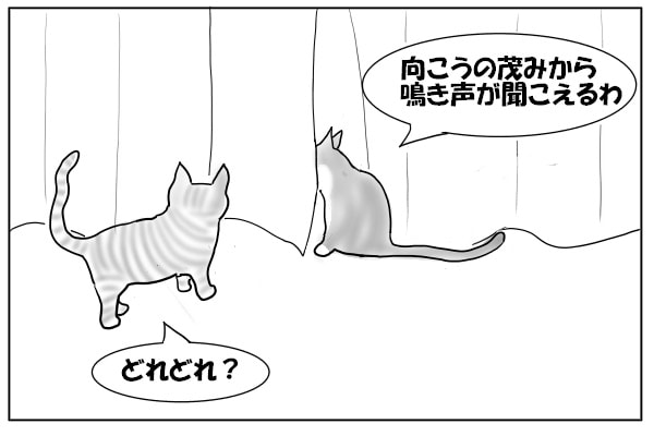 鳥を見つめる猫