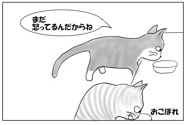 怒っている猫