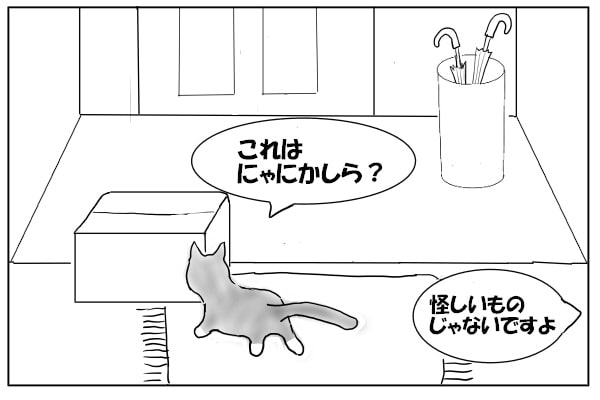 箱の匂いを嗅ぐ猫