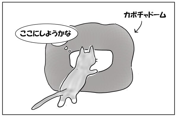 ドームに入る猫