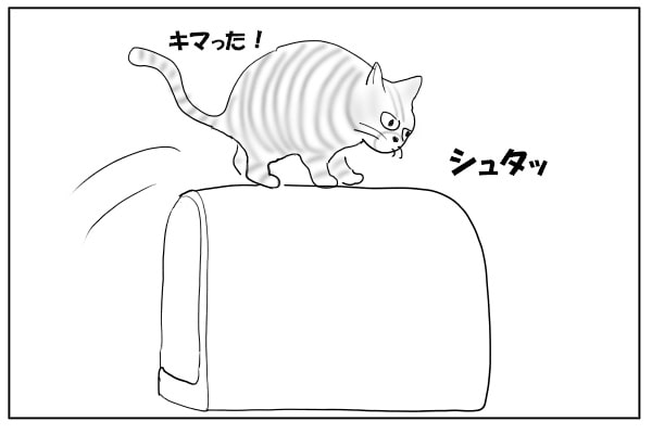 トイレに飛び乗る猫