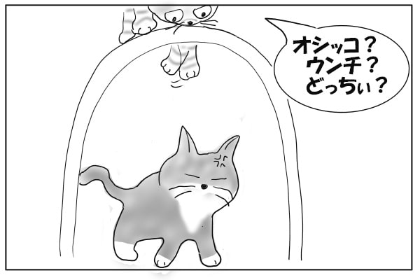 手を突っ込む猫