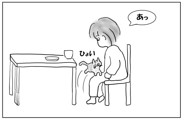 膝に乗る猫