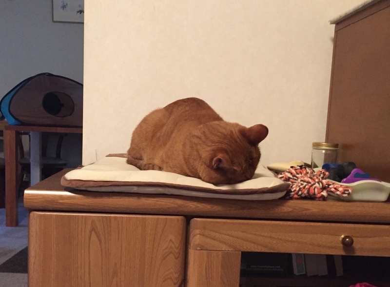 ごめん寝する猫