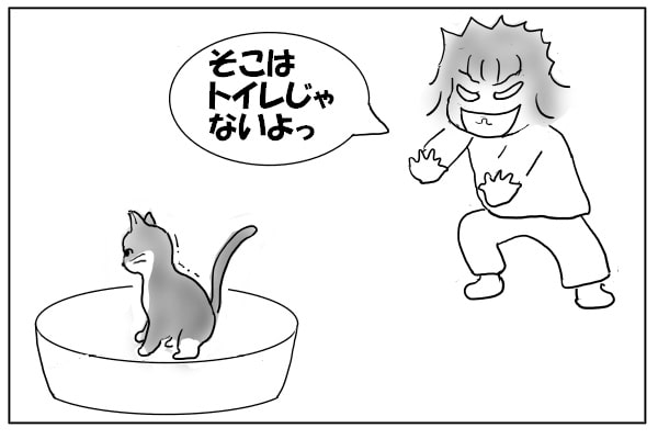 トイレを間違えた猫