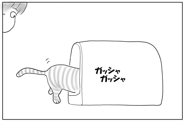 砂をかける猫