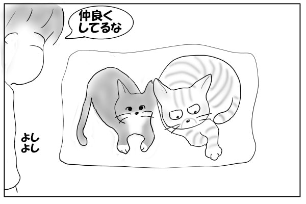 くっついてる猫