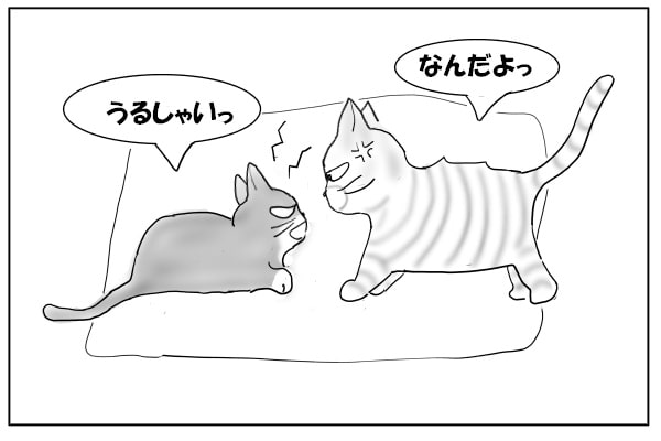 ケンカする猫