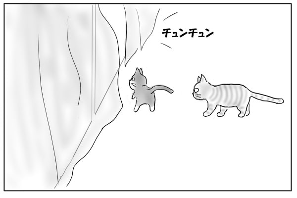 窓に近づく猫