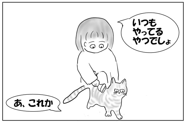 猫をブラッシング