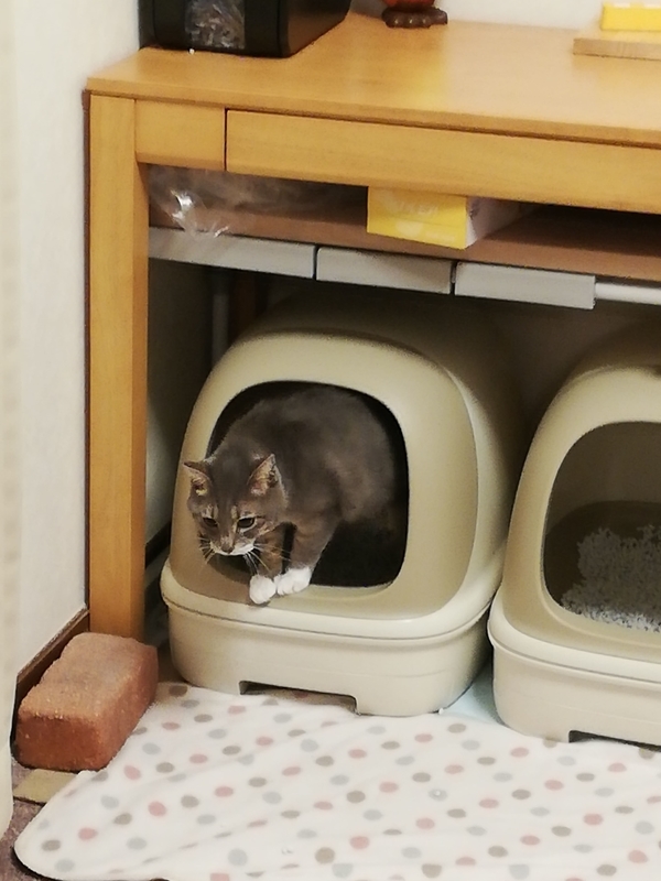 トイレから出る猫