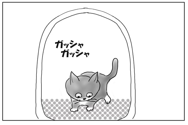 猫砂をかきまわす猫