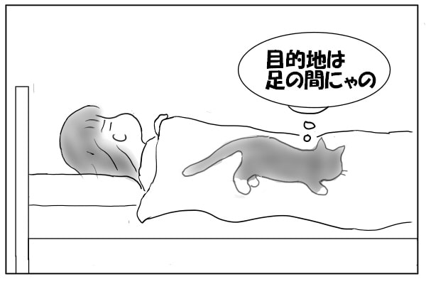 猫の目的地