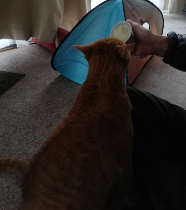 甘いものはお好き 猫とビー玉