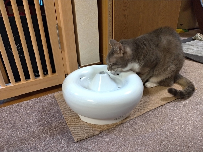 水を飲む猫