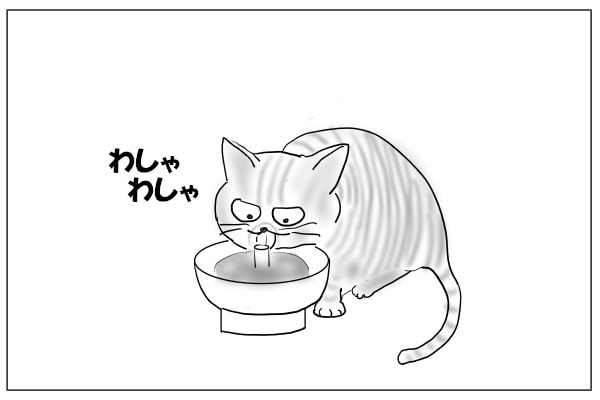 水を飲む猫