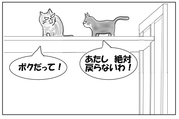 引き下がらない猫たち