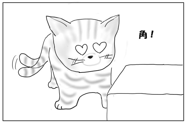 角好きな猫