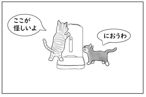 餌さがしする猫