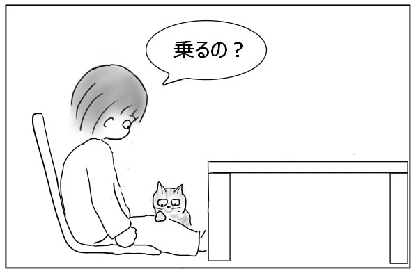 膝に乗る猫