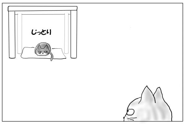 睨んでいる猫