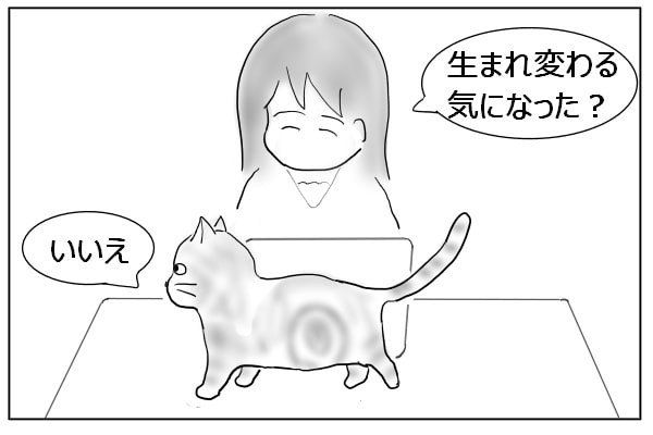 猫の意見