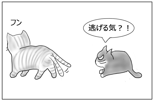 去る猫