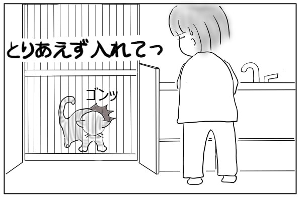 がたがたさせる猫