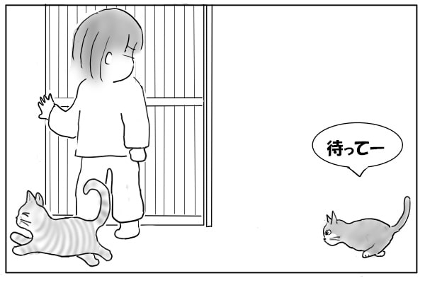 走ってくる猫