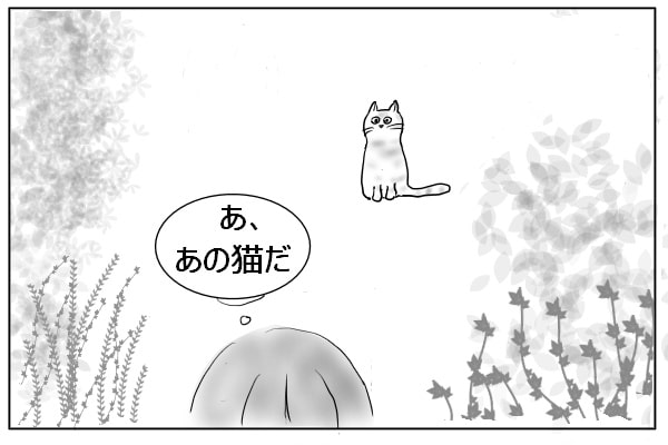 野良猫