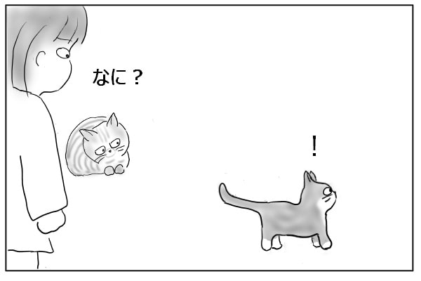 見つめる猫