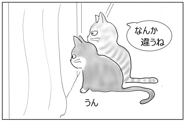 庭を眺める猫