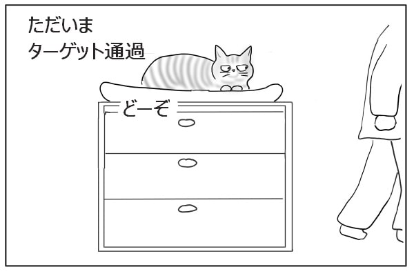 棚の上の猫