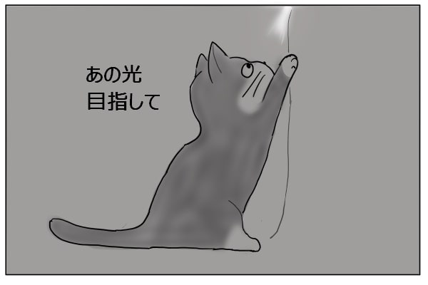 上る猫