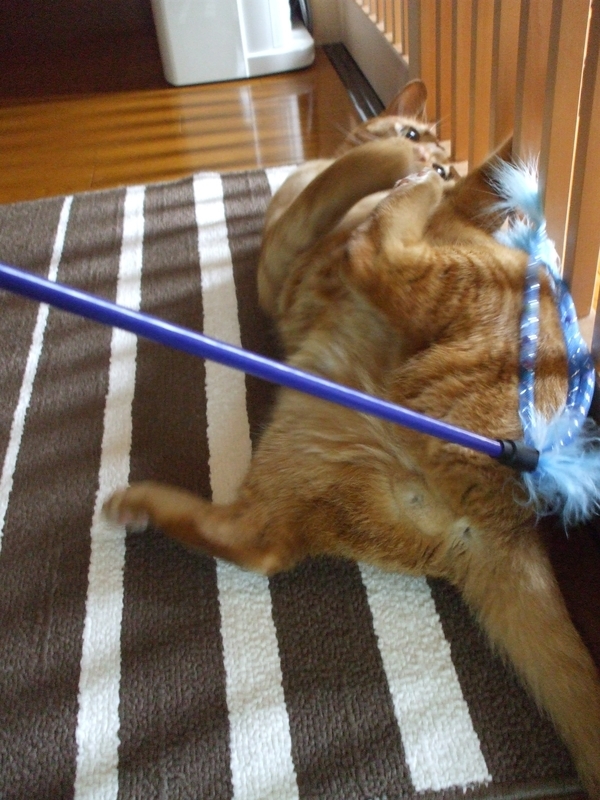 遊ぶ猫