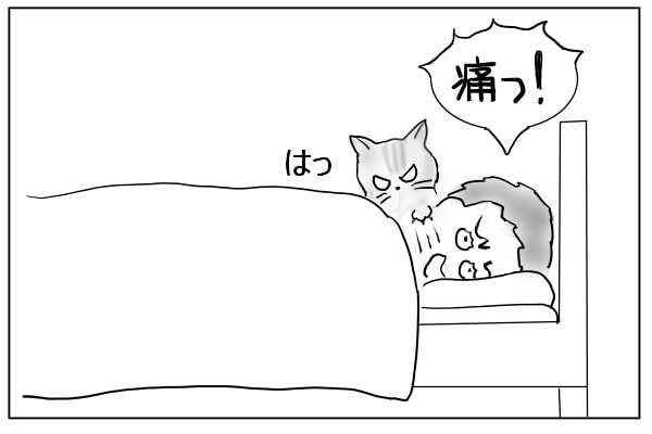 引っ掻いてしまった猫