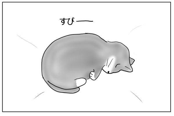 膝で寝る猫